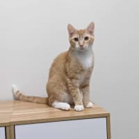 Photo of Scotty   Located In Preston