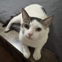 Photo of Mouse