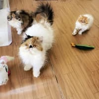 Photo of 🎩Liza Meownelli🎩