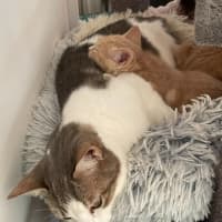 Photo of Simba   In Foster Care In Bentleigh East