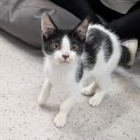 Photo of Stitch