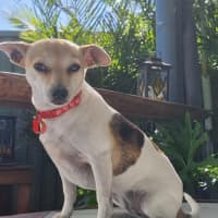 Photo of Daisy & Spot