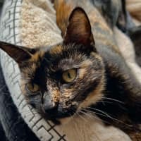 Photo of Arya