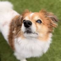 Photo of Ashiboy