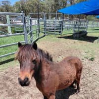 Photo of Rollo