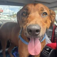 Photo of Bear   5 Year Old Ridgeback