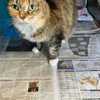 Photo of Scruffy