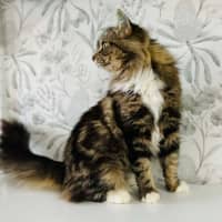 Photo of Honeydew   Located In Preston