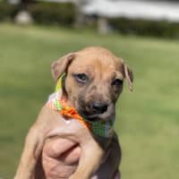 Photo of Fawn