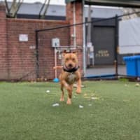 Photo of Rosco