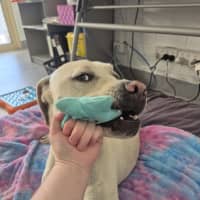 Photo of Ranger! ☮️🕊