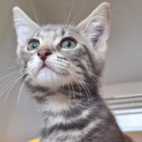 Photo of Chupa Chup*Available At Pet Stock Kingsford*