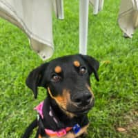 Photo of Gracie   4 Month Old Rottweiler X Shepherd 
