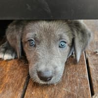 Photo of Toddles 