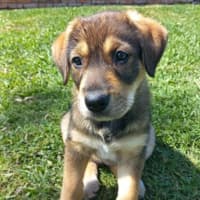 Photo of Stella