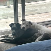 Photo of Maverick   9 Month Old Cattle Dog X (Trial)