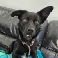 Photo of Seeker