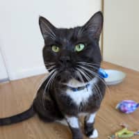 Photo of Guinness