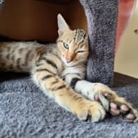 Photo of Peanut