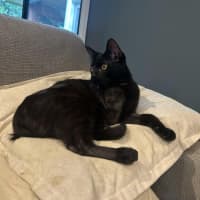 Photo of Gomez   Located In Pakenham