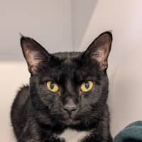 Photo of Sylvester 