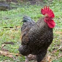 Photo of Six Roosters