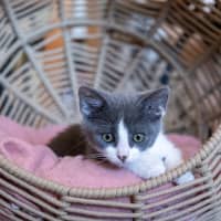 Photo of Kiki