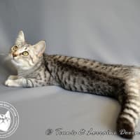 Photo of Twinkletoez