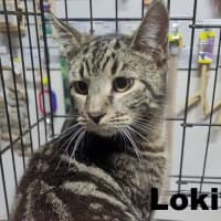 Photo of Loki