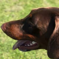 Photo of Ms E Von Dobermann