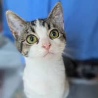 Photo of Cookie
