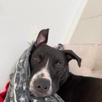 Photo of Rocky