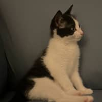 Photo of Loki