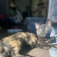 Photo of Magnolia 