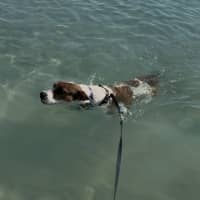 Photo of Indi