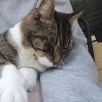 Photo of Aliti
