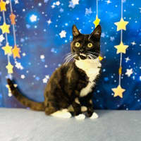 Photo of Flint   Located In Keilor Downs