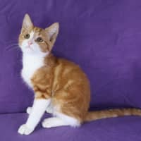 Photo of Meringue