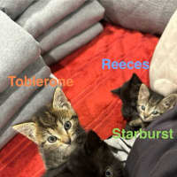 Photo of Toby (Was Starburst)