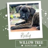 Photo of Rusty