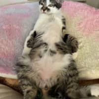 Photo of Squiggles *Available From Petstock Milperra*