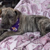 Photo of Tilly