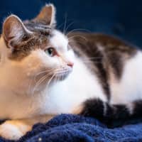 Photo of Tibby