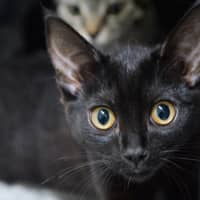 Photo of Audrey