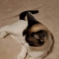 Photo of Ivy