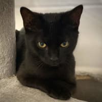 Photo of Boris