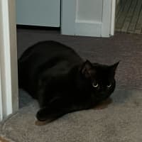 Photo of Bella