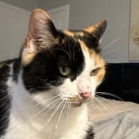 Photo of Cleo 