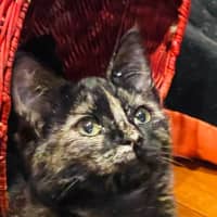 Photo of Sweet Pea   Located In Northcote