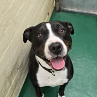 Photo of Sox (66749)